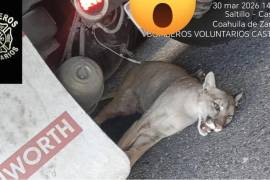 El ejemplar presentaba lesiones graves que le impedían moverse en plena vía federal.