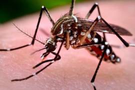 Primer caso de chikungunya en Quintana Roo