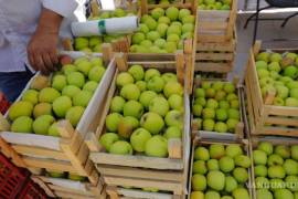 Arteaga busca superar los 1 millón 500 mil cajas de manzanas, regresando al nivel de producción del 2022, cuando se posicionaron como el segundo productor nacional del fruto.