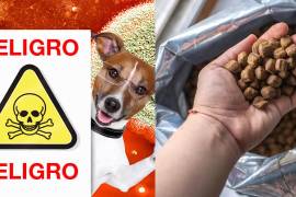 Estudios científicos y organismos internacionales advierten que el manejo y almacenamiento de croquetas puede afectar la salud de los perros, especialmente cuando se venden a granel.