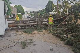 El pasado martes 31 árboles fueron derribados por los fuertes vientos en Saltillo.