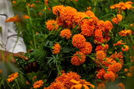 Esta planta, cuyo nombre en náhuatl “cempohualxochitl” significa “flor de 20 pétalos,” es rica en propiedades medicinales aprovechadas por generaciones.