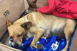 Fundaciones denunciaron que la perrita fue localizada en condiciones críticas tras permanecer horas en labor de parto sin atención.