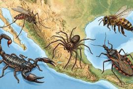 Con la llegada de la temporada de lluvias en México también aumenta la presencia de insectos considerados peligrosos por sus picaduras, venenos o capacidad de transmitir enfermedades.