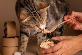 El alimento húmedo para gatos se divide entre fórmulas completas y complementos cárnicos; verificar la etiqueta es clave antes de elegir.