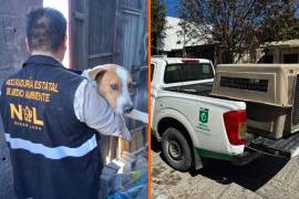 Cinco perros fueron asegurados en Monterrey, Juárez y Guadalupe tras denuncias ciudadanas por abandono, falta de alimento y condiciones insalubres