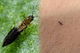 Los pequeños insectos conocidos como trips han llamado la atención de habitantes de la Ciudad de México por su presencia en calles arboladas.