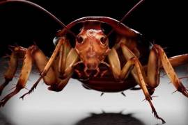Según un informe de la empresa de control de plagas Anticimex, en lo que va de 2024 las incidencias de plagas de cucarachas se han incrementado un 33%.