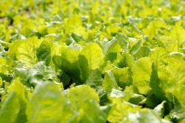 La FDA detectó cyclospora en dos puntos relacionados con Taylor Farms durante la investigación del brote en Estados Unidos.