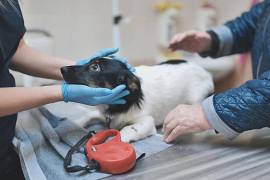 Uno de los principales pendientes en Coahuila para combatir el maltrato animal es la creación de plazas de peritos veterinarios forenses.