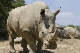 Florece comercio ilegal de cuernos de rinoceronte en China