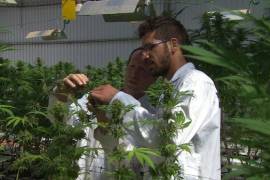 Aprueban exportaciones de mariguana medicinal en Israel