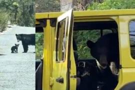 Aunque el encuentro no resultó en un incidente, la presencia de osos tan cerca de viviendas temporales revela una creciente interacción entre humanos y fauna silvestre.