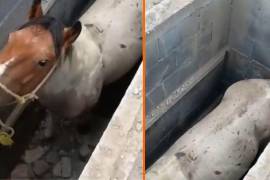 Se ignora cómo el caballo fue a dar al fondo del sepulcro; fue rescatado sin lesiones aparentes.