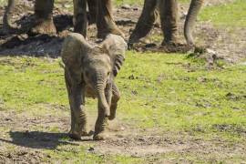 Video de bebé elefante jugando con pájaros causa furor en internet