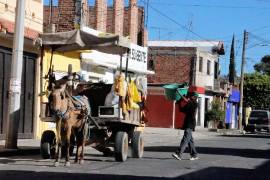 La participación ciudadana es clave para erradicar la tracción animal.