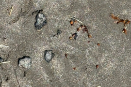 Los reportes señalan afectaciones en playas, fauna marina y comunidades que dependen de la pesca.