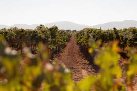 Coahuila es el segundo mayor productor de vino en México y cuenta con más de 20 viñedos activos.