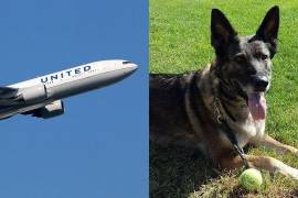 Por error, United Airlines envió un perro de EU a Japón