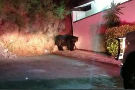 Protección Civil de Nuevo León informó del avistamiento del oso en la zona sur de Monterrey.