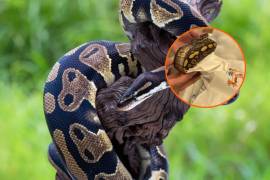 La CBP aseguró un cargamento de 39 serpientes pitones vivas, al interior de un tractor en su paso hacia México.