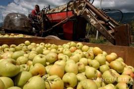 La falta de “horas frío”, que se ha registrado a la mitad de lo requerido, encarecerá la producción de manzana con el uso de químicos.