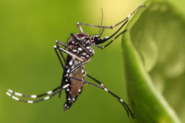 Ssa confirma primer caso de microcefalia por zika en México