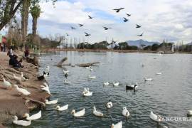 Visitantes denuncian la presencia de animales muertos desde hace días.