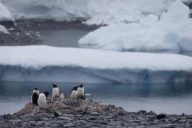 La Antártida, el continente mejor conservado y más frío, seco y ventoso de La Tierra, se enfrenta a grandes desafíos relacionados con la crisis climática que debilitan su resiliencia y aceleran la pérdida de biodiversidad. AP/Natacha Pisarenko