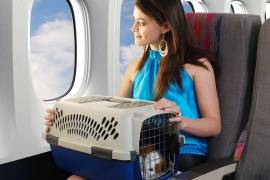 Los animales de talla pequeña pueden viajar en cabina debajo del asiento delantero, siempre que el peso conjunto con el contenedor no supere entre los 8 y 12 kilos.