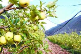 A pesar de los desafíos, los productores siguen preparando los árboles para el próximo ciclo agrícola.