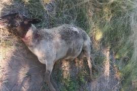 Los perros salvajes atacan a cabras y borregos y como no se los comen, las van matando poco a poco.