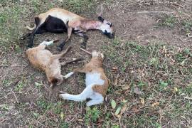 Criatura ataca ganado en Veracruz, dicen que es el chupacabras