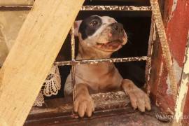 A pesar de las reformas, pocas denuncias por maltrato animal llegan a sentencia.