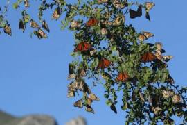 El paso de mariposas por el País se ha reducido en un 59.1 por ciento.