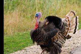 Condenados dos estudiantes por secuestrar un pavo