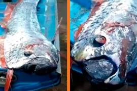 Un pez remo fue capturado en las zonas costeras de Sinaloa, esta pesca es considerada un hecho insólito.