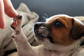 Miles de personas, médicos veterinarios y activistas por los animales exigen que el uso de la pirotecnia se discontinúe, debido a que en las mascotas les produce varias afectaciones por su agudo sentido del oído.