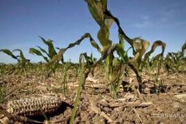 La propuesta del diputado Raúl Onofre destaca la vulnerabilidad de los cultivos en Coahuila, donde la sequía amenaza la producción agrícola.