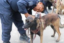 Laika formaba parte del equipo canino de la Policía de Proximidad (Proxpol) del municipio de Escobedo, Nuevo León.