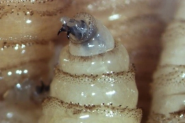 Mientras autoridades y productores de regiones serranas reportan expansión de la plaga y pérdidas de animales, con gastos asumidos por las comunidades.