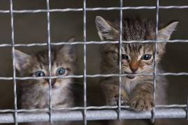 Los experimentos en la industria cosmética son realizados en conejos, ratones, cuyos y ratas, incluso perros. Esto ya se dejó de hacer en 38 países