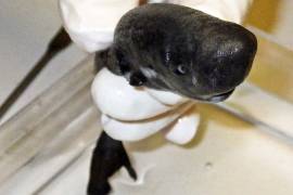Hallan nueva especie de tiburón de bolsillo en el Golfo de México