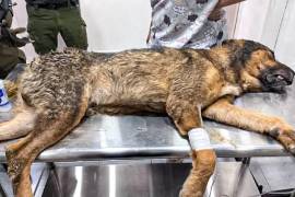Las autoridades determinaron que el canino no estaba enterrado, sino colocado sobre un pozo utilizado para trabajos de drenaje o tubería.