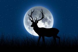 Se llama Luna de Ciervo ya que durante esta temporada a los ciervos machos les crecen nuevas astas o cuernos.