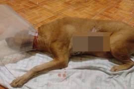 “Panchito” fue rescatado con un tumor enorme en un costado de su costilla, el cual fue extirpado mediante cirugía.