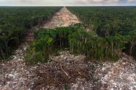 Tren Maya colapsará por los daños ambientales que provocó, aseguran especialistas