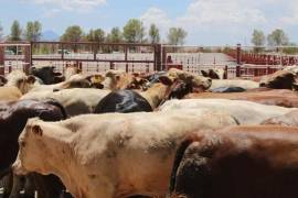 Debido a las restricciones de EU, Coahuila ha dejado de exportar 100 mil cabezas de ganado al vecino país del norte.