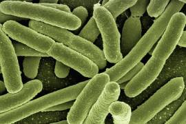 Las autoridades sanitarias han subrayado que no se han detectado nuevas variantes de esas bacterias
