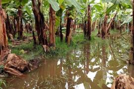 Los productores y campesinos exigieron a la Comisión Nacional del Agua (Conagua) que limpie el río Suchiate, que divide a México de Centroamérica, y el de Cosalapa para evitar más inundaciones